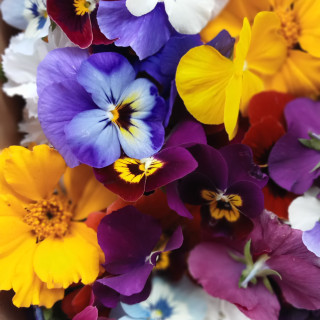 Barquette de fleurs Automnales variées