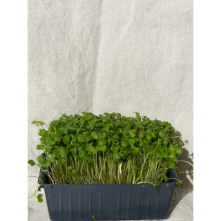 Micro-pousses de brocoli en barquette