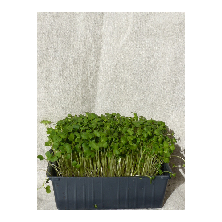 Micro-pousses de brocoli en barquette