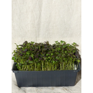 Micro-pousses de Chou Rouge Fraîches – Cultivées en Occitanie | Livraison