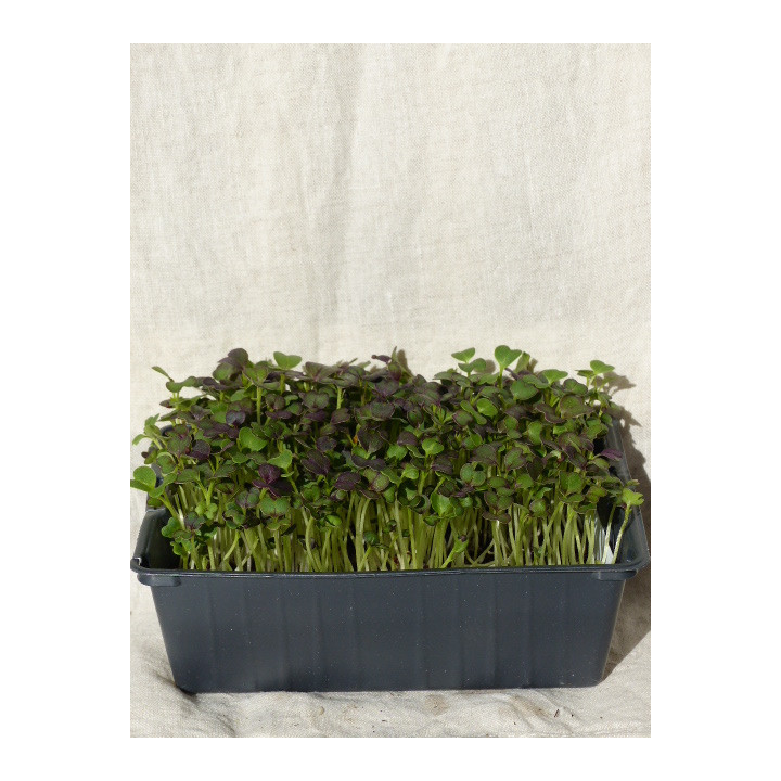 Micro-pousses de Chou Rouge Fraîches – Cultivées en Occitanie | Livraison