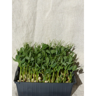 Micro-pousses de Pois – Douceur Croquante & Énergie Printanière