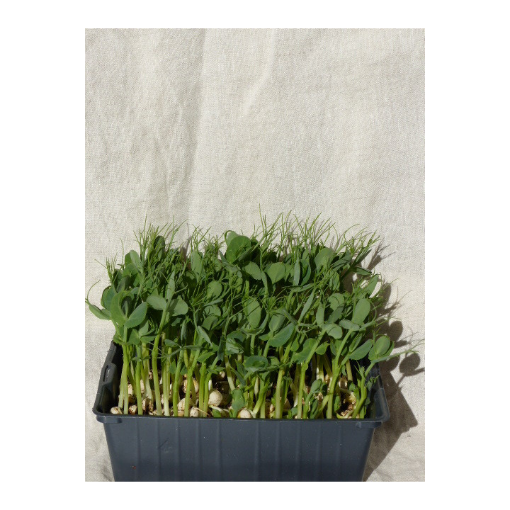 Micro-pousses de Pois – Douceur Croquante & Énergie Printanière