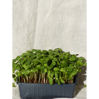 Micro-pousses de Tournesol Fraîches – Cultivées en Occitanie | Livraison