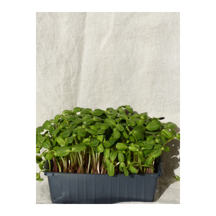 Micro-pousses de Tournesol Fraîches – Cultivées en Occitanie | Livraison